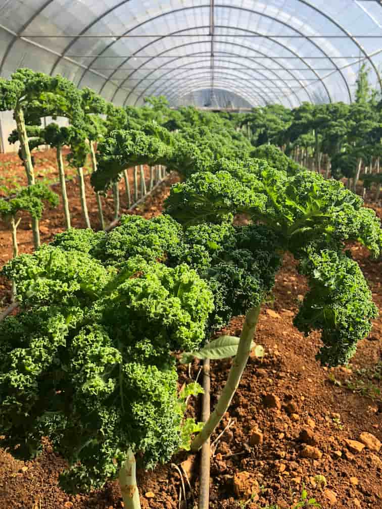 Mr Leaves Local Supplier Farm